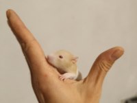 RAT YAVRULARI