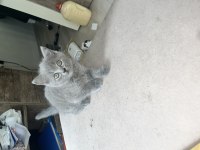 2 Aylık British Shorthair Yavrular