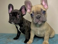 French Bulldog A kalite Yavrular