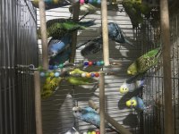 3 ve 4 aylık muhabbet kuşları