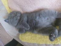 Safkan British Shorthair Gri Erkek