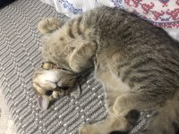 Golden tabby dünya güzeli bir british shorthair