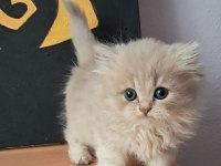 British Longhair Fawn Rengi