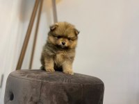 41 günlük pomeranian yavrularımız anne baba orjinal