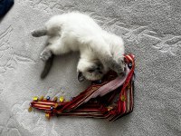 Scottish fold bal köpüğüme yuva arıyoruz