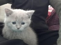 Erkek 60 günlük british shorthair