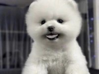 Pomeranian Boo Köpeği