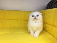 beyaz scottish fold yavrumuz
