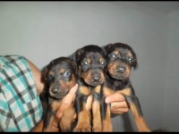 HARİKA KALİTEDE DOBERMAN YAVRULARI