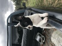 French Bulldog 3,5 Aylık Erkek