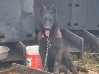 Sevgine zamanına emeğine değecek köpek arayanlara malinois