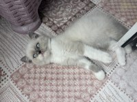 British shorthair blue point