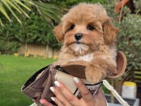 Akıllı ve Tüy Dökmeyen Karakteriyle Maltipoo Yavrusu