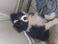 Border collie birinci sınıf acarlar sarıyer