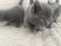 2 aylık british shorthair yavrular sahiplendirilecektir