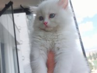 2 aylık iran kedisi
