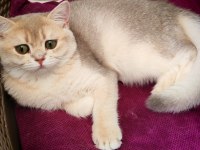 Blue golden dişi kedimiz