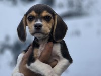 Ruhsatlı çiftliğimizden a kan beagle yavruları