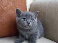 Safkan orijinal british shorthair yavrularımız