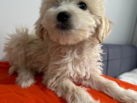 Maltipoo yavrum 55 günlük