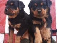 A Klas Rottweiler Yavruları