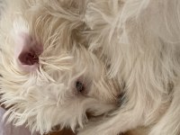 4 aylık dişi terrier