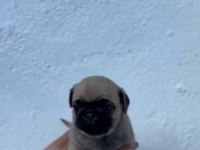 Pug mops yavrular ırk sağlık garantili