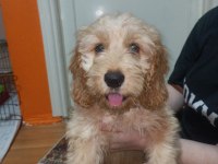 Eğitimli toy poodle