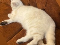 Silver British Shorthair