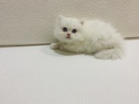 Oyuncu sevecen pamuk şeker british longhair yavrularım