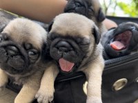 Pug yavrularımız sahiplendirilecektir