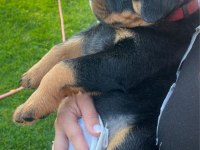Harika rottweiler bebek köpekler