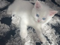 British longhair shorthair dişi ve erkek