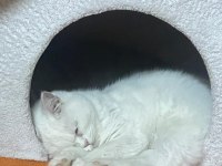 Kızımıza yeni ev british shorthair