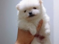 Pomeranian boo 40 günlük yavru