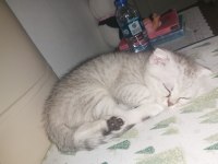 Scottish fold dişi yavrum