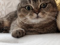 Dişi 3 yaşında scottish fold