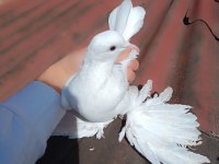 Malatya paçalısı oynar gezer güvercin salınıktır