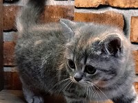 british shorthair tabby