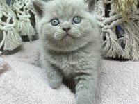 Top kafa Lilac british shorthair