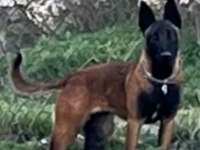 10 Aylık Safkan Belçika Kurdu Dişi