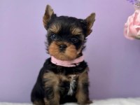 Teacup yorkshire terrier minikler