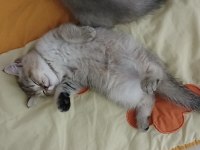 SAFKAN BRİTİSH YAVRU KEDİMİZ