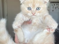 ACİL YUVA Scottish Fold Yavrular