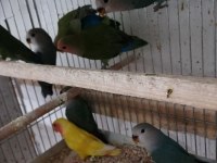 Yavru yetişkin sevda papağanı