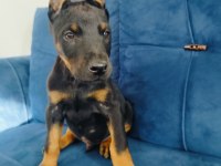 A kalite doberman yavruları