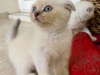 Scottish fold lynx point