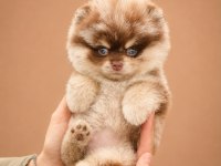 Safkan ırk garantili pomeranian Boo Yavrularımız