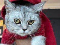 British shorthair 12 aylık