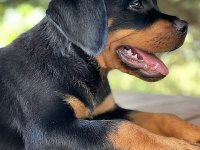 A kalite 2 aylık rottweiler şecereli köpeğim